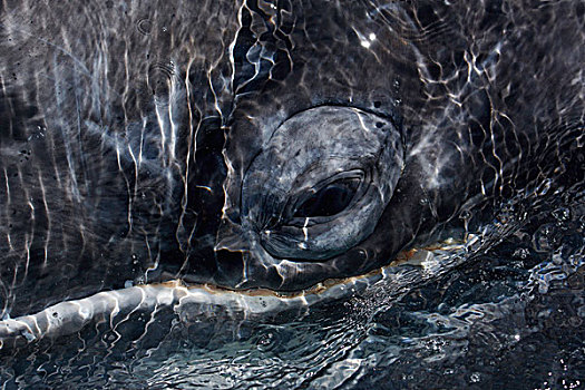 灰鲸,眼,下加利福尼亚州,墨西哥