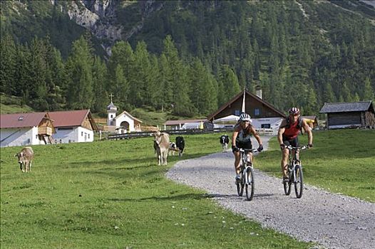 骑手,骑,高山牧场,靠近,提洛尔,奥地利,欧洲
