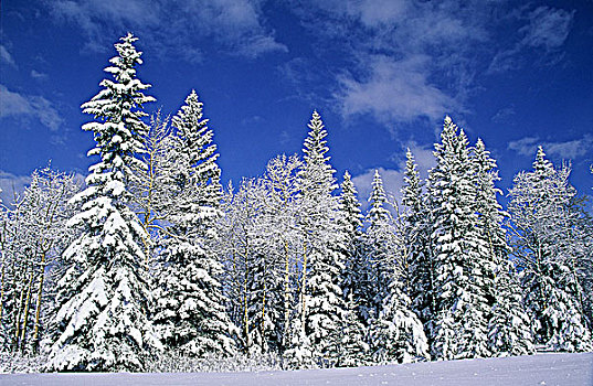 清新,积雪,树林,加拿大