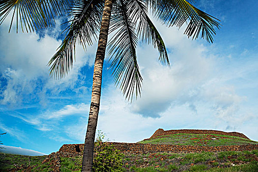 椰树,国家,古迹,南,柯哈拉,夏威夷,美国