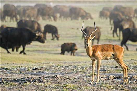 黑斑羚,非洲,水牛,南非水牛,非洲水牛,乔贝国家公园,博茨瓦纳