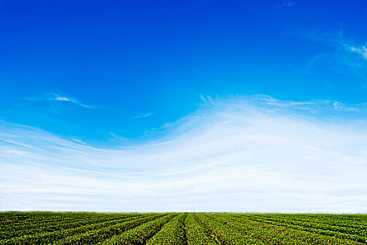白色,云,蓝色,天空,高处,绿色,茶,农场