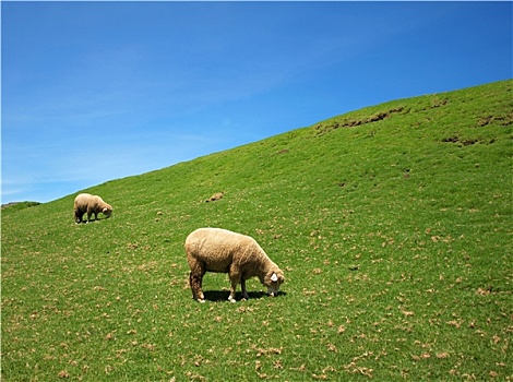 两只,羊,放牧,茂密,草