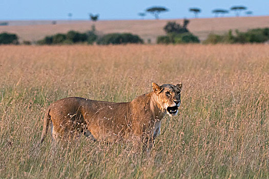 头像,雌狮,狮子,走,大草原,马赛马拉,肯尼亚,非洲
