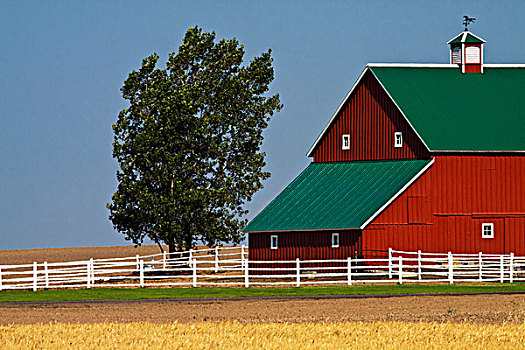 美国,华盛顿,红色,谷仓,围绕,成熟,小麦