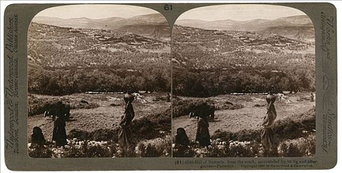 山,南方,围绕,无花果,橄榄,小树林,巴勒斯坦,19世纪,艺术家