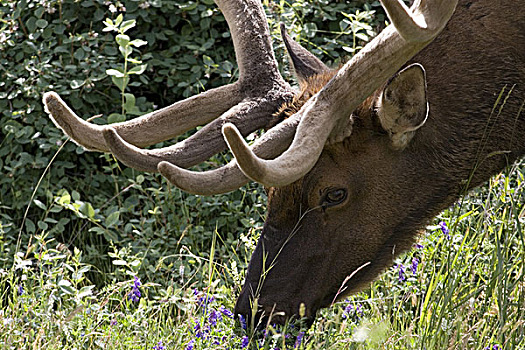 头像,麋鹿,进食,碧玉国家公园,加拿大