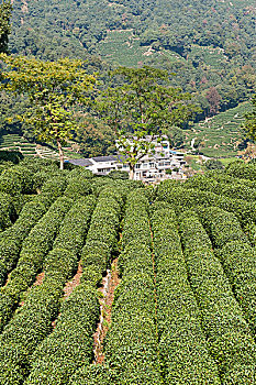 茶,植物,山茶,茶园,龙井,乡村,靠近,杭州,浙江,中国,亚洲