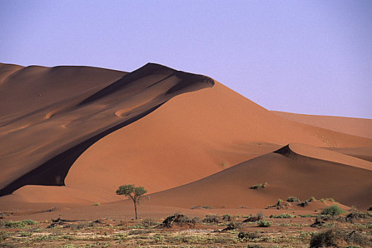 纳米比亚,纳米比诺克陆夫国家公园,索苏维来地区,沙丘,植被