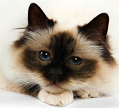 家猫,成年,蓝眼睛,卧,白色背景