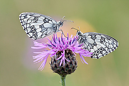 两个,白蝴蝶,蝴蝶,黑矢车菊,矢车菊,北方,黑森州,德国,欧洲
