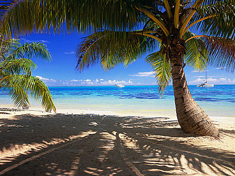 棕榈树,海滩,太平洋,茉莉亚岛,塔希提岛,法属玻利尼西亚