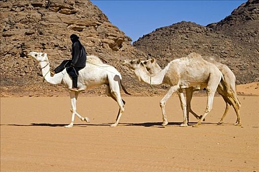 柏柏尔人,游牧,单峰骆驼,山峦,利比亚