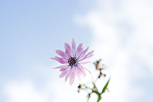 花,天空,背景