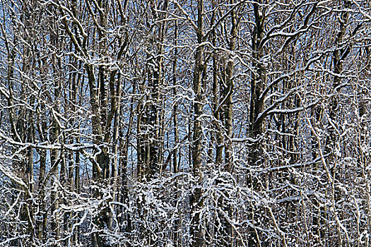 树林,特写,冬季