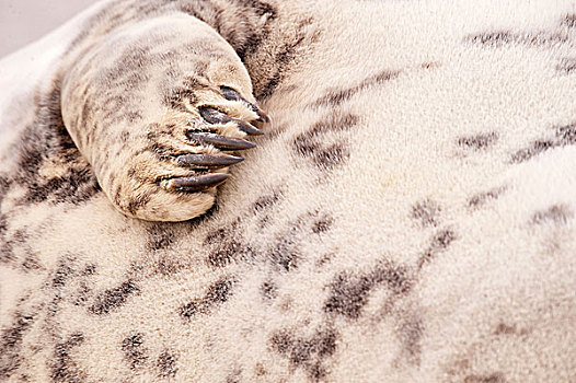 灰海豹,雌性,正面,鳍足,特写,石荷州,德国,欧洲
