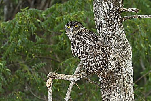 褐色,鱼,猫头鹰,坐在树上,国家公园,斯里兰卡,亚洲