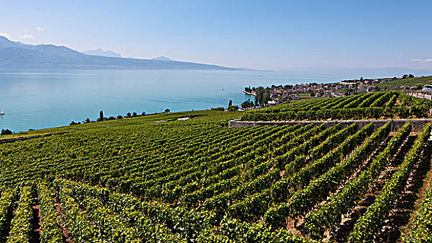 景色,葡萄园,日内瓦湖,背影,沃州,瑞士,欧洲