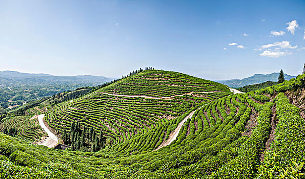 重庆巴南区猫山茶场