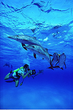 潜水者,斑海豚