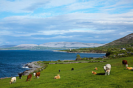 母牛,放牧,海岸,克雷尔县,爱尔兰