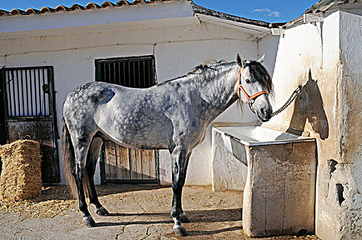 马,马厩,骑马,种马场,白色海岸,阿利坎特省,西班牙,欧洲
