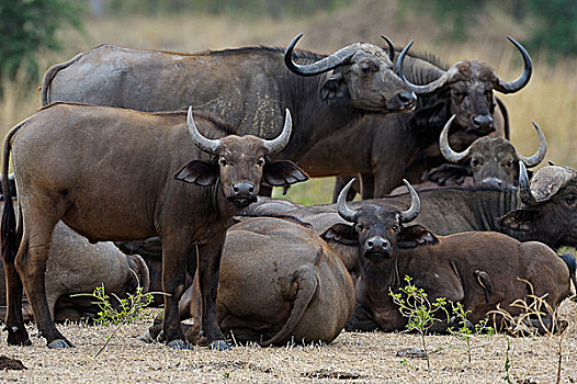 非洲,水牛,非洲水牛,牧群,幼兽,赞比西河下游国家公园,赞比亚