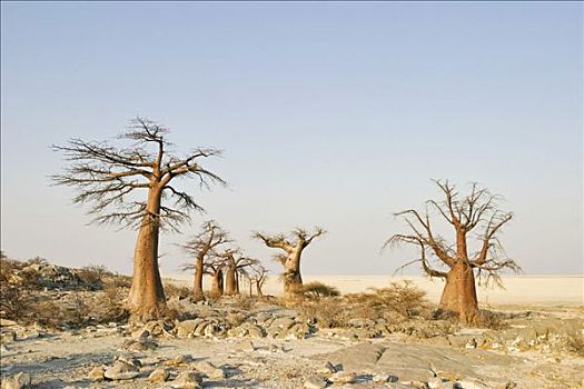 猴面包树,西南,马卡迪卡迪盐沼,博茨瓦纳,非洲