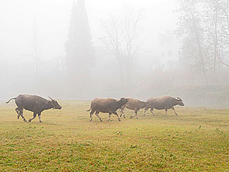 晨雾中河滩上的牛群