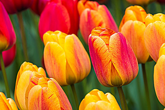 特写,红色,黄色,郁金香,郁金香属,开花,库肯霍夫花园,展示,荷兰南部,荷兰,欧洲