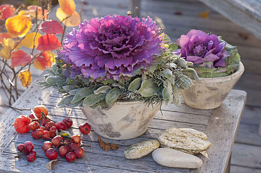 紫色,卷心菜,锥形,锅,薰衣草,花环