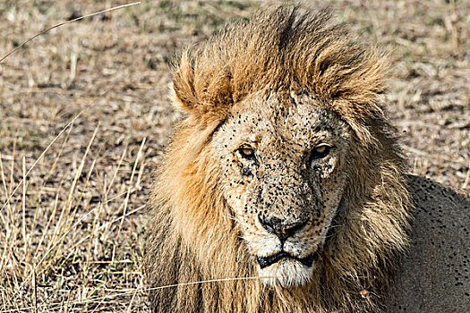 狮子,雄性,许多,飞虫,马赛马拉,肯尼亚,非洲
