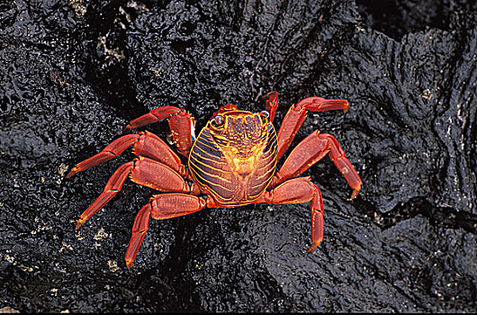 细纹方蟹,方蟹,成年,站立,石头,加拉帕戈斯群岛