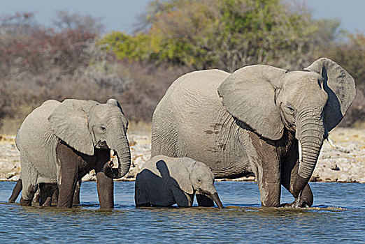 非洲象,母牛,两个,幼兽,水潭,埃托沙国家公园,纳米比亚,非洲