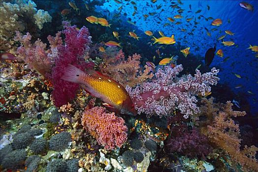 软珊瑚,红海,埃及