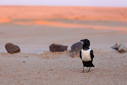 乌鸦,纳米布沙漠
