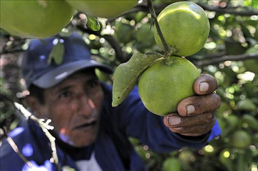 农民,收获,柑橘,玻利维亚,南美