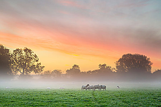 绵羊,地点,黎明