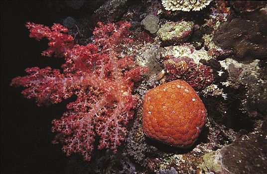 软珊瑚,海星,所罗门群岛,太平洋,海洋动物,水下,海洋