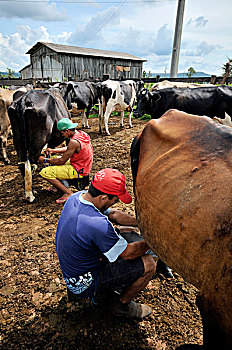 挤奶,母牛,传统,乳业,农事,住宅区,土壤,移动,草原,巴西,南美