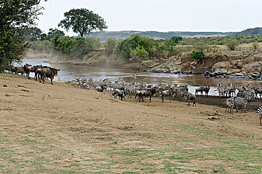 迁徙的斑马角马群等待过河