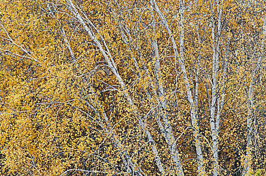 秋天的白桦林