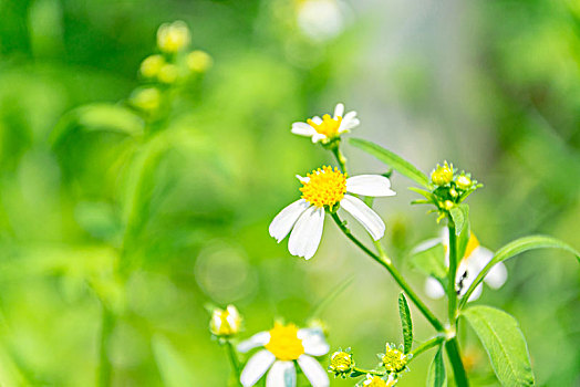 鬼针草小白花