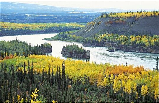 树,秋天,彩色,树林,河,育空,加拿大,北美