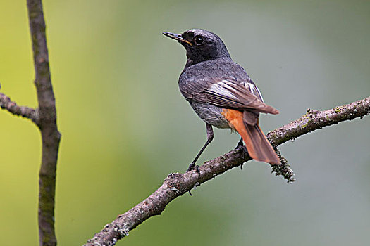 黑色,橙尾鸲莺,图林根州,德国,欧洲