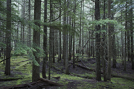 树林,不列颠哥伦比亚省,加拿大