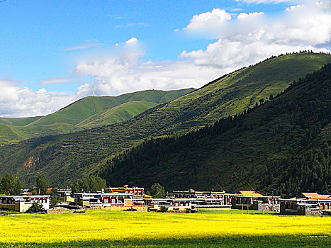 四川西部,道浮,律科草原,雪山,佛塔,草原,牦牛,花海