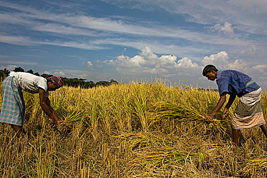 农民,收获,稻田,地点,孟加拉,十一月,2008年