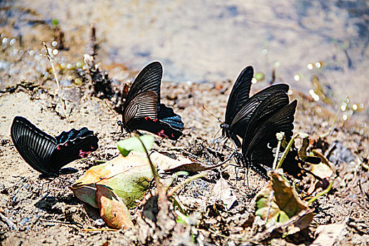 黑蝶在湖边小憩,贵州