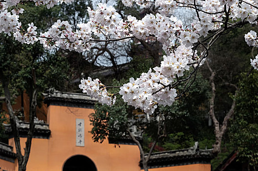 2019年南京鸡鸣寺外盛开的樱花